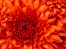 Chrysanthemum (Small)